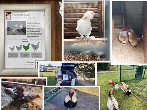 Zorgboerderij de Rebus heeft nieuwe kippen én een haan!